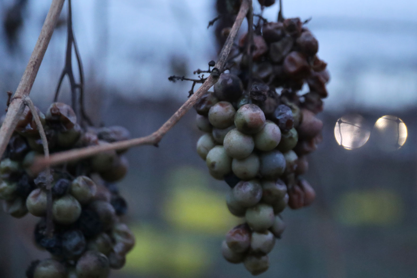 Ice Wine